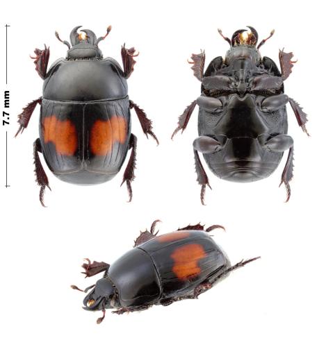 Margarinotus bipustulatus
